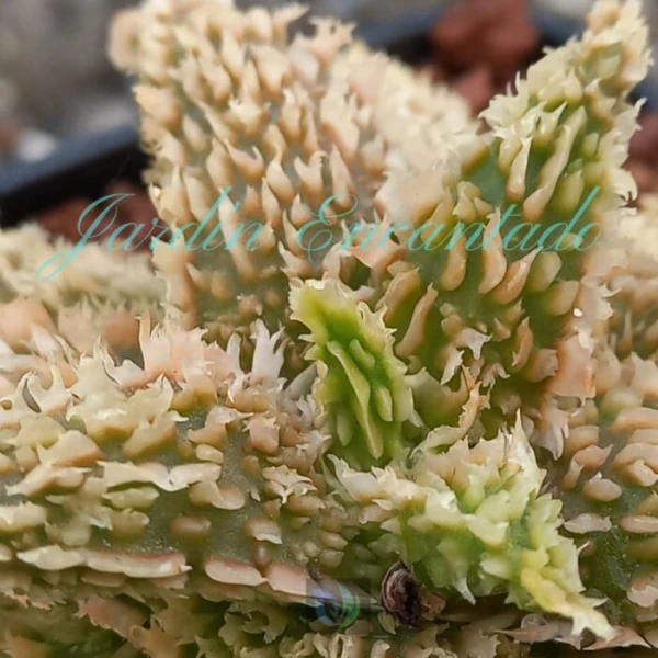 ALOE - 273 - - Image 4