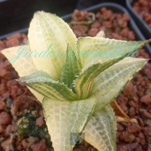 TESSELLATA EMERALD SPIRIT VARIEGADA - Image 4