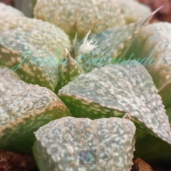 SPLENDENS " ANDROMEDA " - Image 4