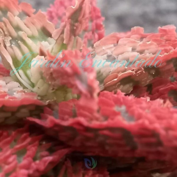 ALOE - 300 B- - Image 5