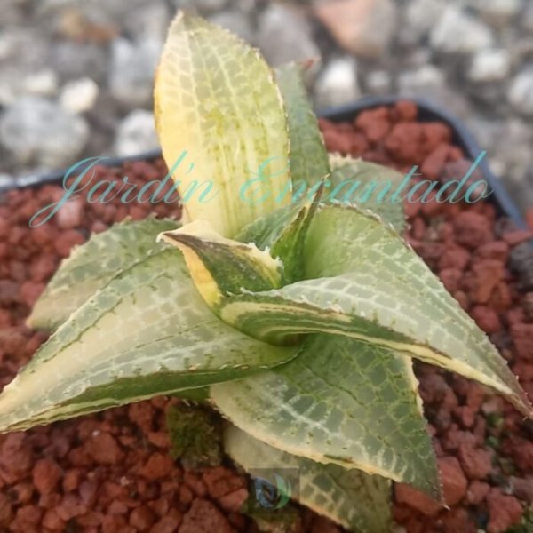 TESSELLATA EMERALD SPIRIT VARIEGADA - Image 5