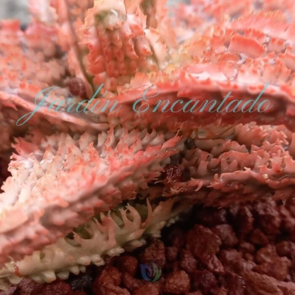 ALOE - 301 CH - - Image 5