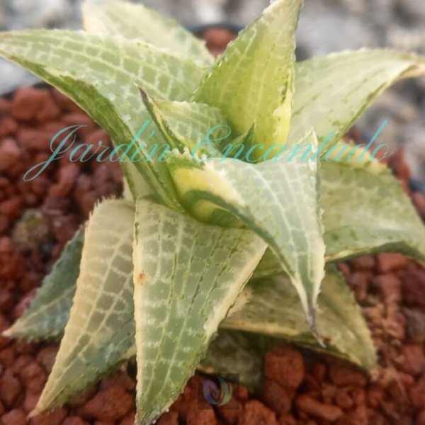 TESSELLATA EMERALD SPIRIT VARIEGADA - Image 6