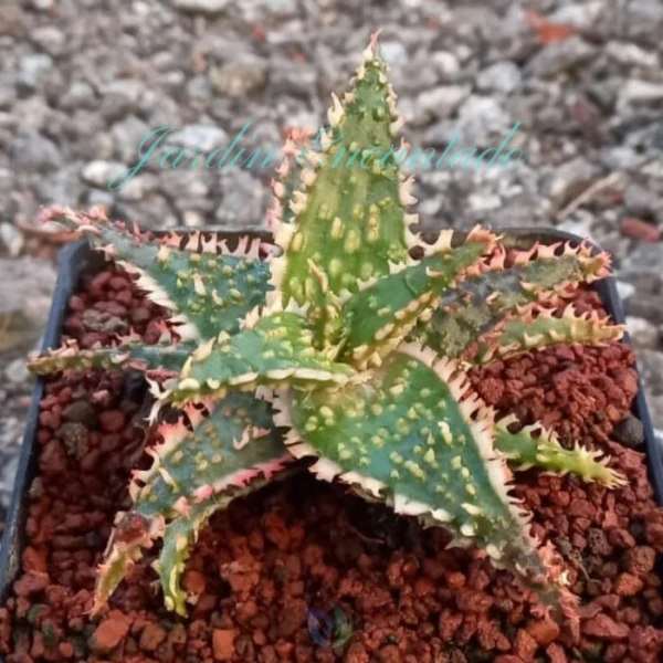 ALOE - 134 -