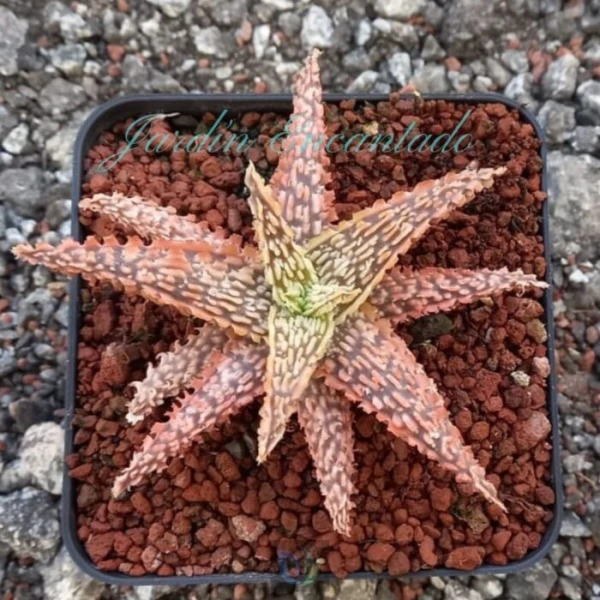 ALOE - 236 -