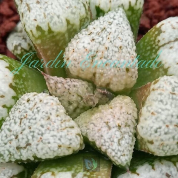 PICTA WHITE - Image 2
