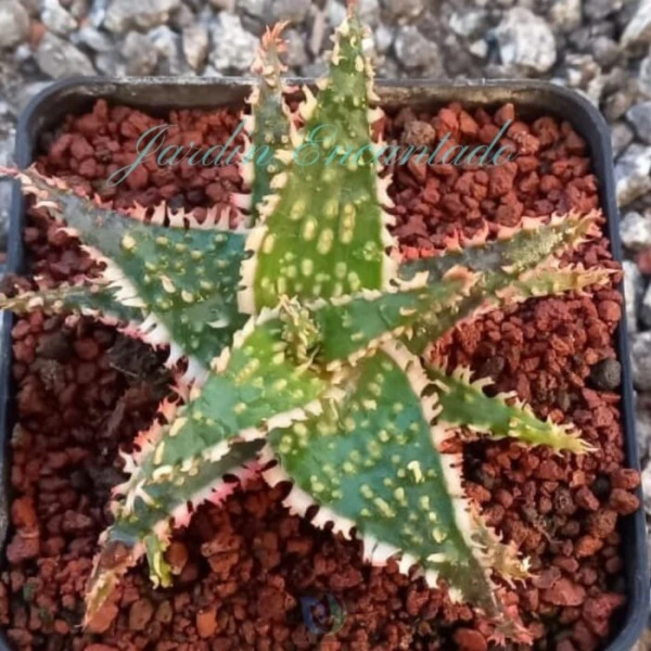 ALOE - 134 - - Image 2