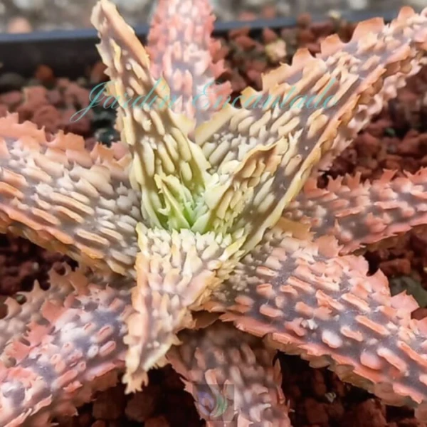 ALOE - 236 - - Image 2