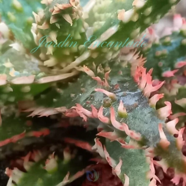 ALOE - 134 - - Image 3