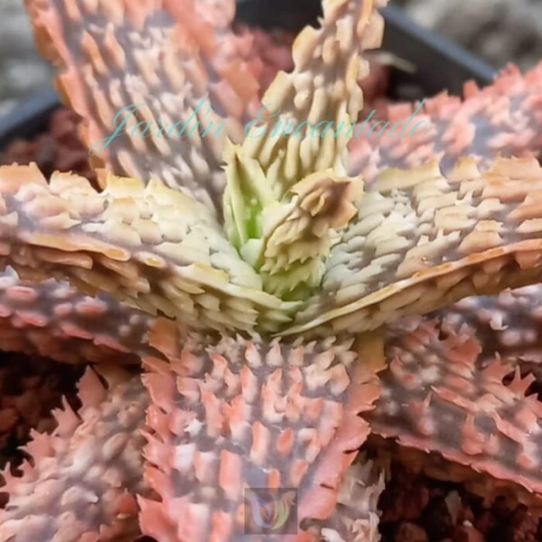 ALOE - 236 - - Image 3