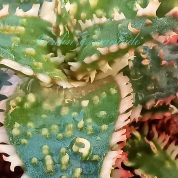 ALOE - 134 - - Image 4