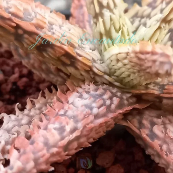 ALOE - 236 - - Image 4