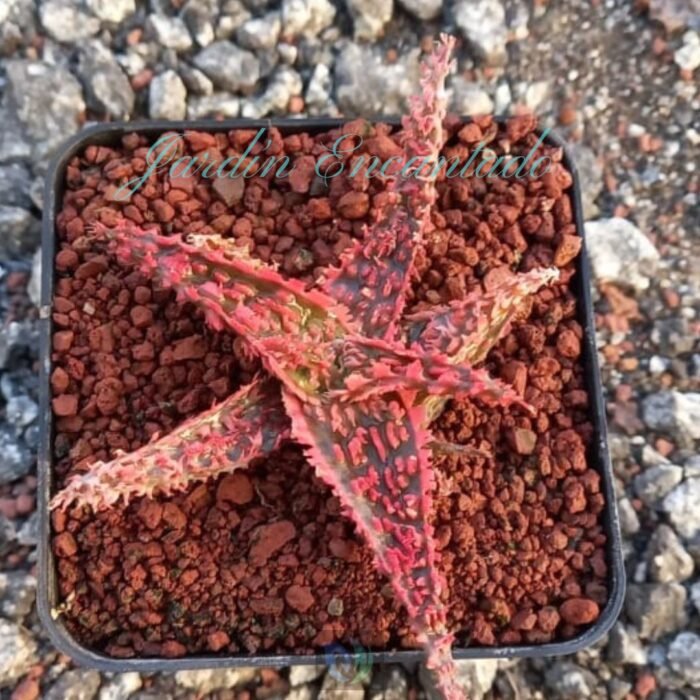 ALOE -246 - - Image 2