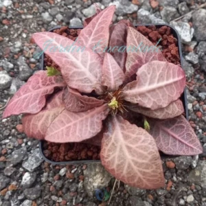 FRANCOISII HYBRID - N19 -