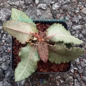 FRANCOISII HYBRID -N20 -