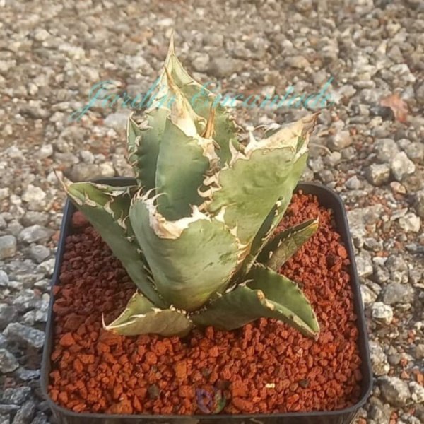 TITANOTA " WHITE FIRE "