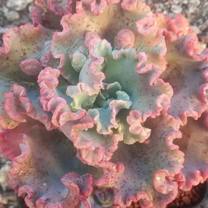 MIZUTZUNE 15 CM