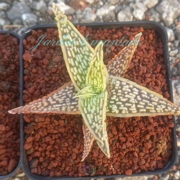 ALOE - 228-