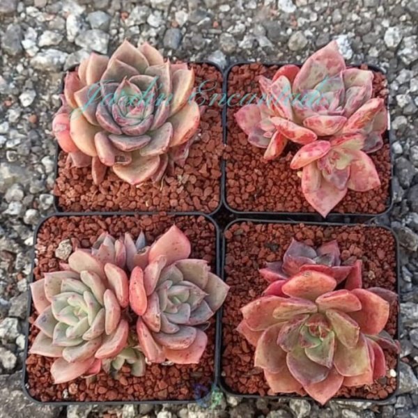 JULIANA HYBRID - CLUSTER -