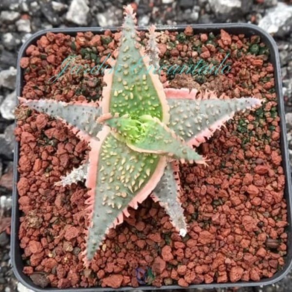 ALOE - 41 -