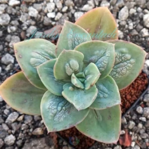 TOLIRAINDROP