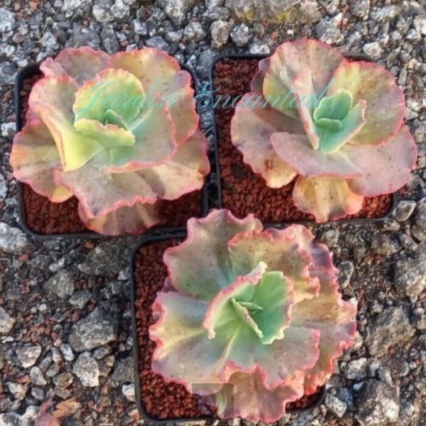 CAN CAN VARIEGADA