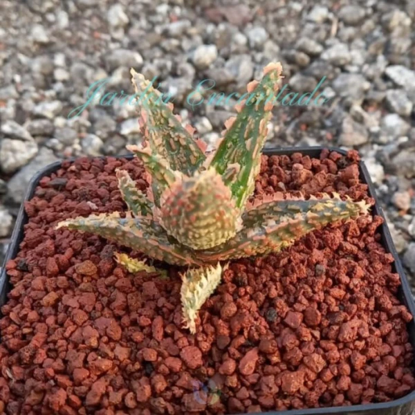 ALOE-58- - Image 2