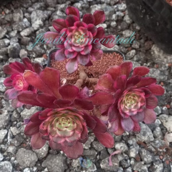 GARNET - CLUSTER CH - - Image 2