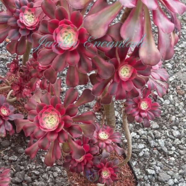 GARNET- CLUSTER G - - Image 2
