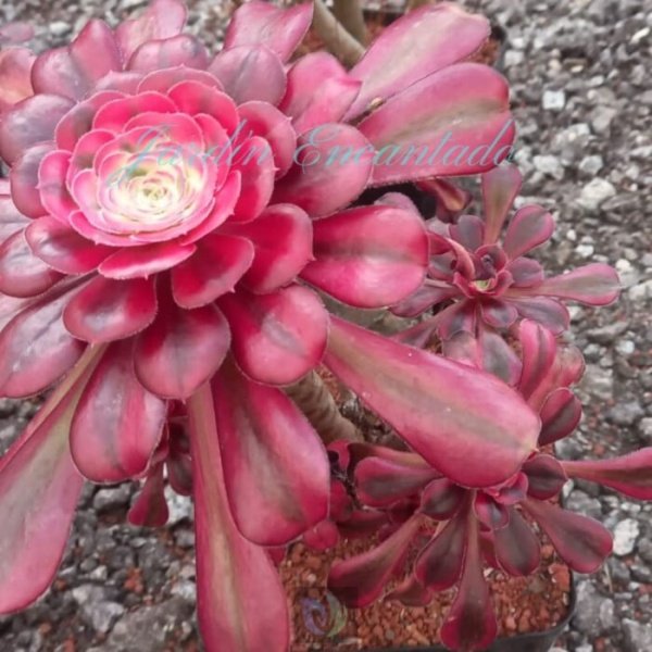 GARNET - CLUSTER M - - Image 2