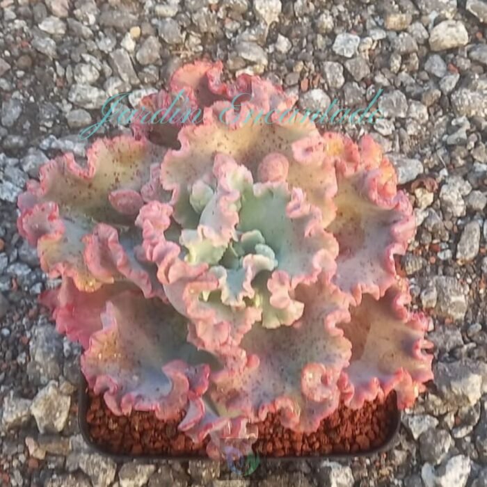 MIZUTZUNE 15 CM - Image 2