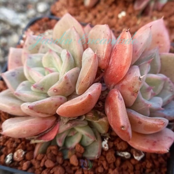 JULIANA HYBRID - CLUSTER - - Image 2