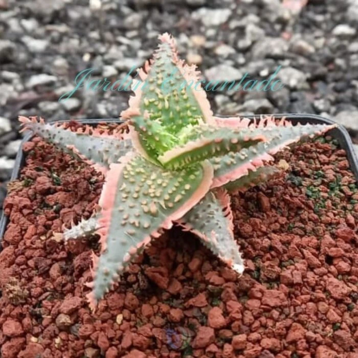 ALOE - 41 - - Image 2