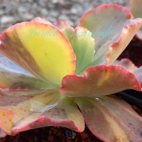 CAN CAN VARIEGADA - Image 2