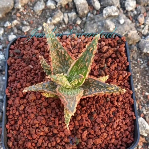 ALOE-58- - Image 3