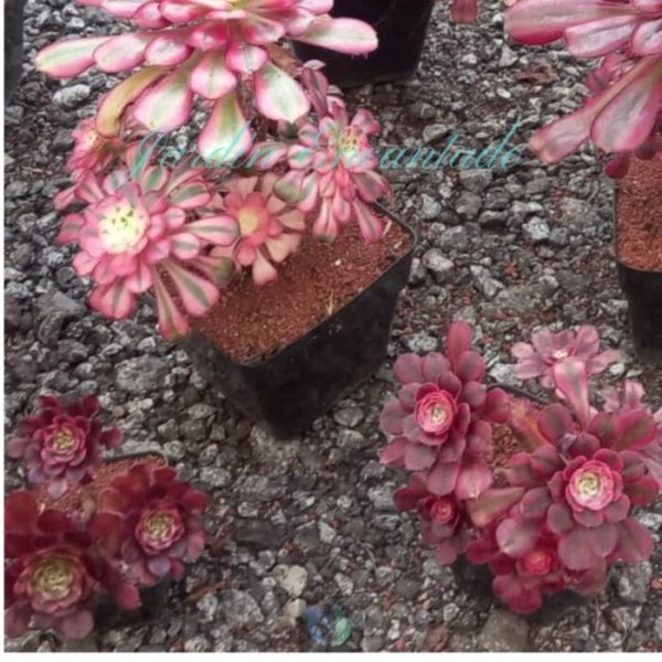 GARNET - CLUSTER CH - - Image 3