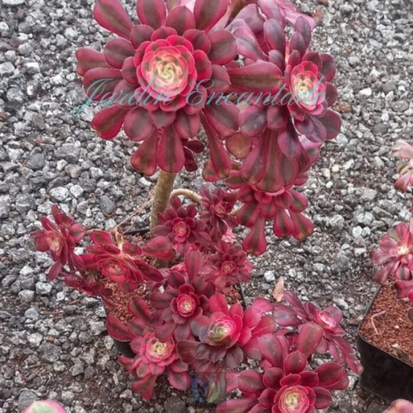 GARNET- CLUSTER G - - Image 3
