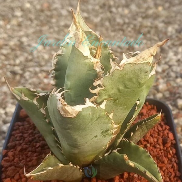 TITANOTA " WHITE FIRE " - Image 3
