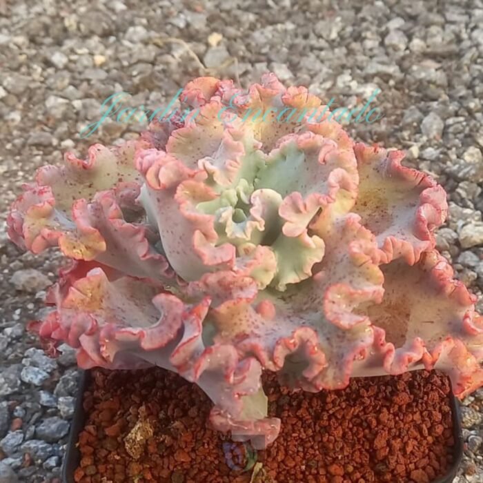 MIZUTZUNE 15 CM - Image 3