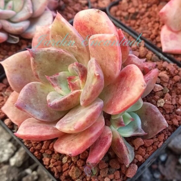 JULIANA HYBRID - CLUSTER - - Image 3
