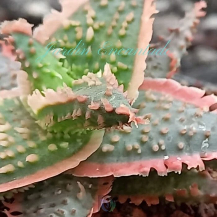 ALOE - 41 - - Image 3