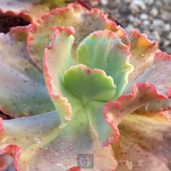 CAN CAN VARIEGADA - Image 3