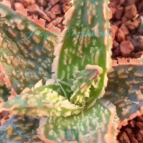 ALOE-58- - Image 4