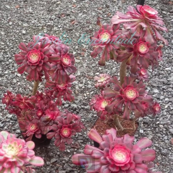 GARNET- CLUSTER G - - Image 4
