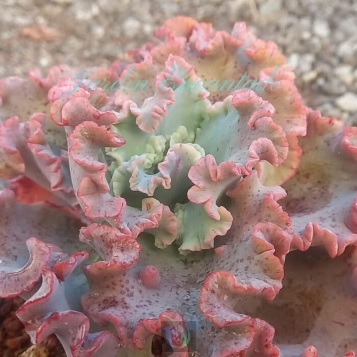 MIZUTZUNE 15 CM - Image 4