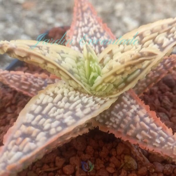 ALOE - 228- - Image 4