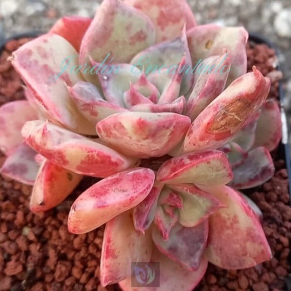 JULIANA HYBRID - CLUSTER - - Image 4
