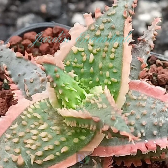 ALOE - 41 - - Image 4