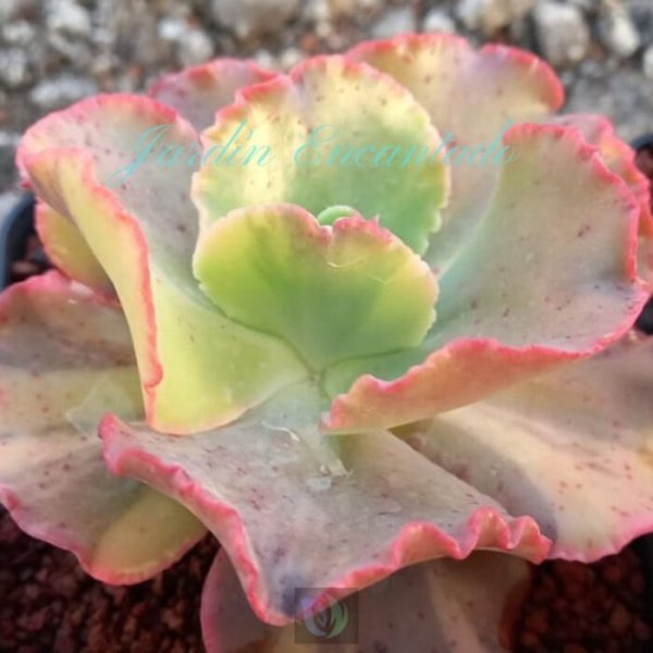 CAN CAN VARIEGADA - Image 4