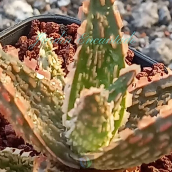 ALOE-58- - Image 5